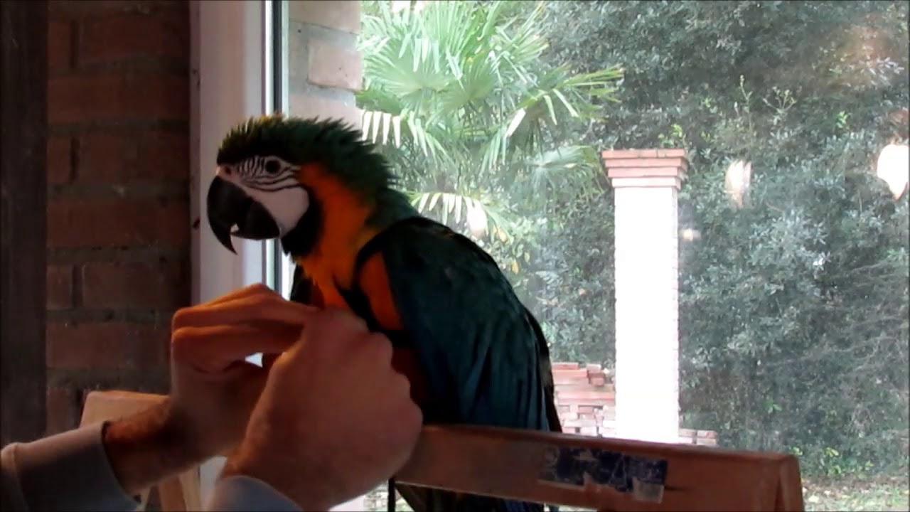 Come far indossare la pettorina al pappagallo Aviator Harness