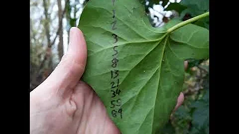 AMAZING example of Fibonacci sequence found in nature