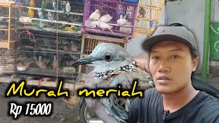 Harga burung tekukur di pasar ombyokan || kicauan di pasar burung