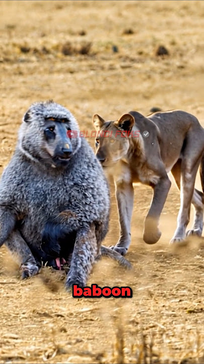 Male Baboon VS Female Lion Encounter Face to Face!