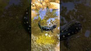 Exciting Rescue Mission: Saving A Spotted Salamander At Union Days Event! #shorts #animals