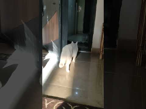 كنت بدور على مرعي ولقيته 