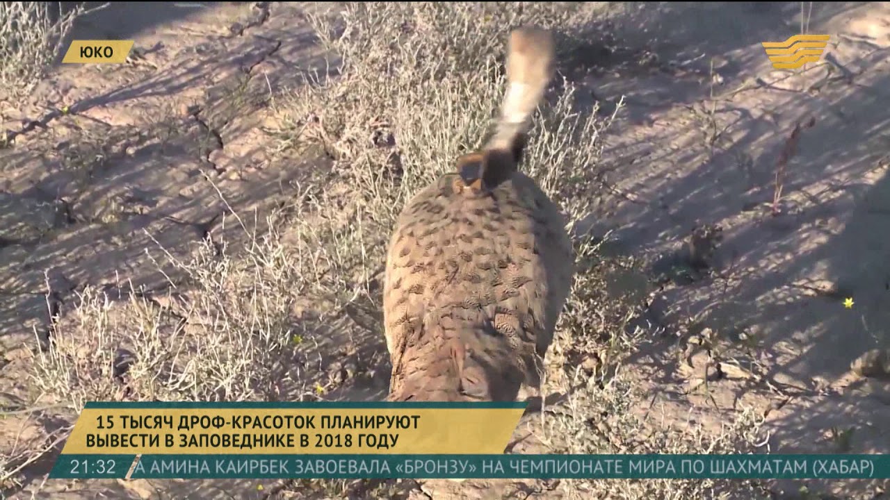 15 тысяч дроф-красоток планируют вывести в заповеднике ЮКО в 2018 году