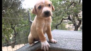 takis shelter hope for life ! by ΑΝΝΑ ΣΤΑΤΗΡΗ 9,158 views 8 years ago 2 minutes, 42 seconds