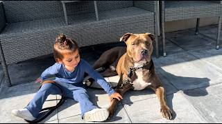 My Daughters Best Friend Is A 90 Kg American Pitbull