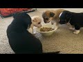 4 week old Chihuahua Puppies Play & Eat