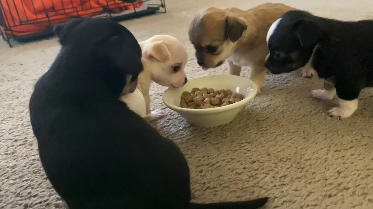 4 week old Chihuahua Puppies Play & Eat - YouTube