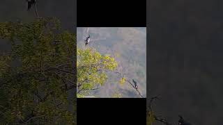 Double bonanza - Black Bazas #birds  #birdspotting #nature #wildlifephotography #birdwatching