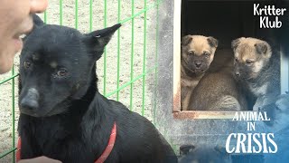Chiots Abandonnés Deux Fois Par Leur Mère Et Leur Belle-Mère L Animal In Crisis Ep 314