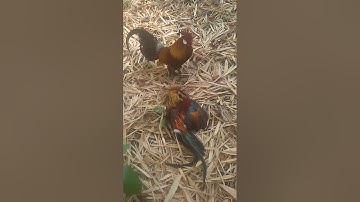 Dib qaib qus lub 3hli ntuj