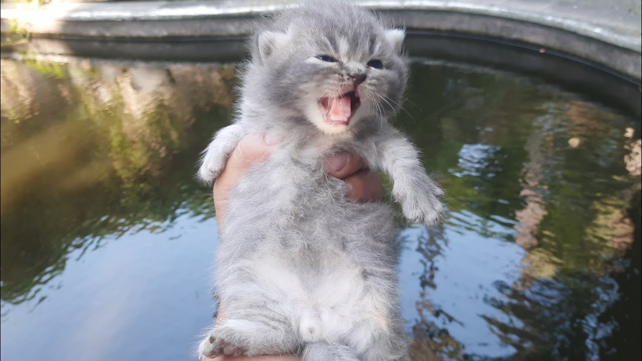 Empat ekor anak kucing mulai aktif dan lucu 