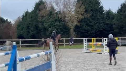 251126a    2019 gelding by Uricas