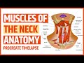 The Anatomy of the Neck Muscles | Procreate Timelapse | Art and Anatomy | Jennmedart