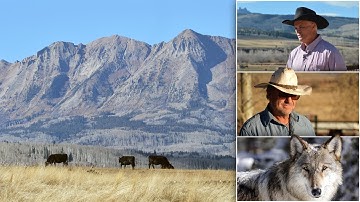 Gunnison County ranchers bracing for planned 2026 gray wolf reintroduction