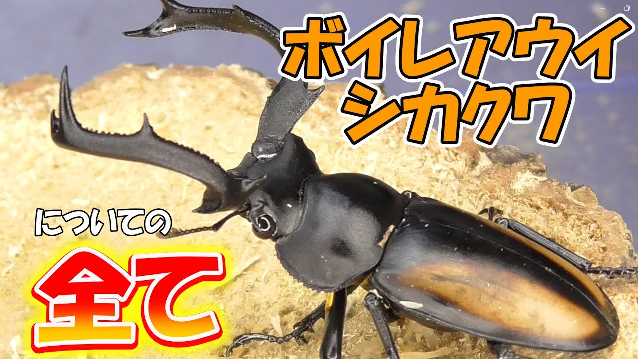 ボイレアウイシカクワガタの特徴と飼育、産卵セットについて - YouTube
