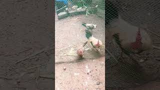 #chickensong #nadankozhi #funny #viralshort #comedy #funny_chicken #lifeisbutadream