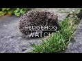 Hedgehog Watch in my garden and a surprise 😮