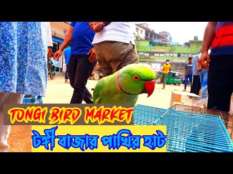 ভিডিও: রাস্তায় পাখি সংবেদন গতির সীমা