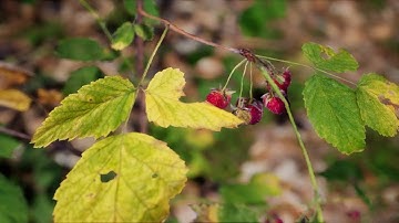 UE4 Wild Berries: photorealistic Trailer