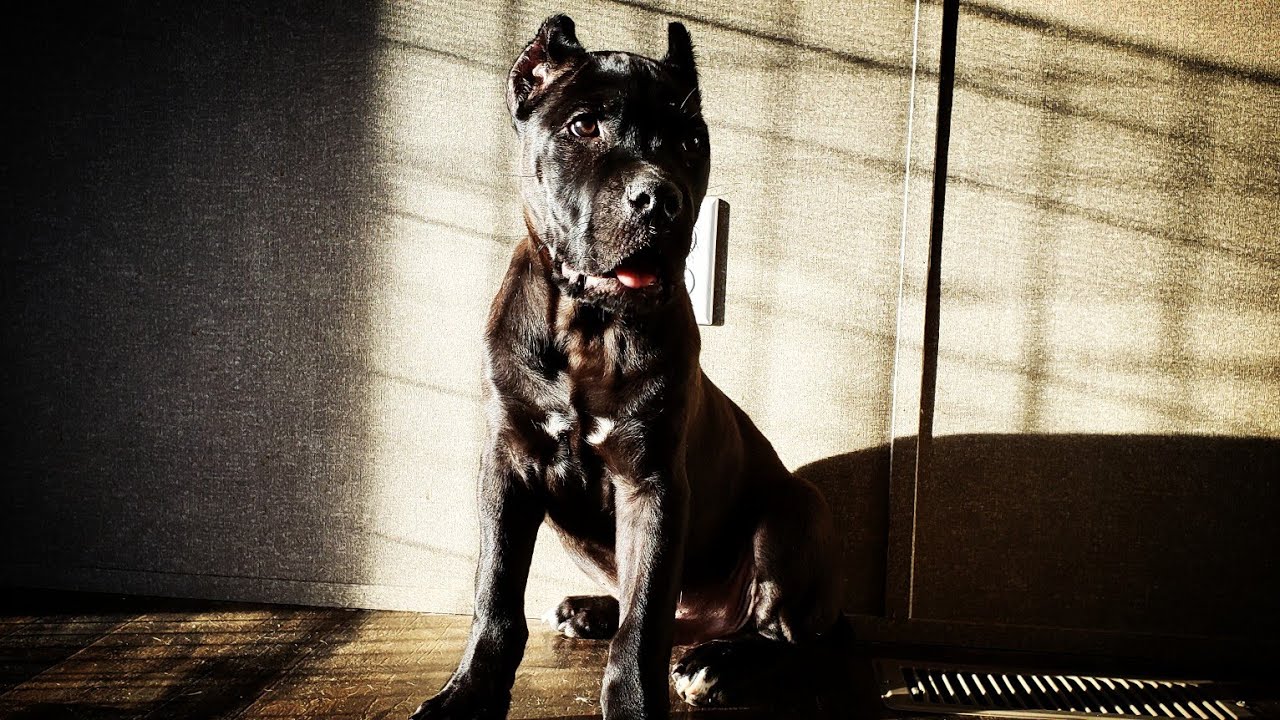 cane corso mating