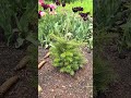 Abies Koreana #nature #garden #conifer #bonsai #gardening #spring #tree #flowers