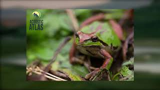 Pacific Chorus Frogs from the Acoustic Atlas