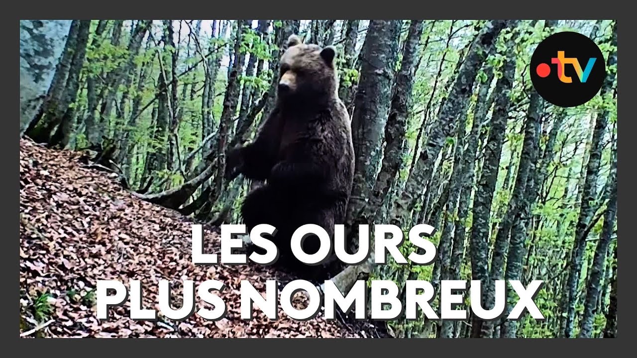La population d'ours augmente dans les Pyrénées
