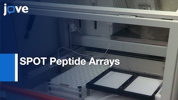 Specificity Analysis-Protein Lysine Methyltransferases Using SPOT Peptide Arrays l Protocol Preview