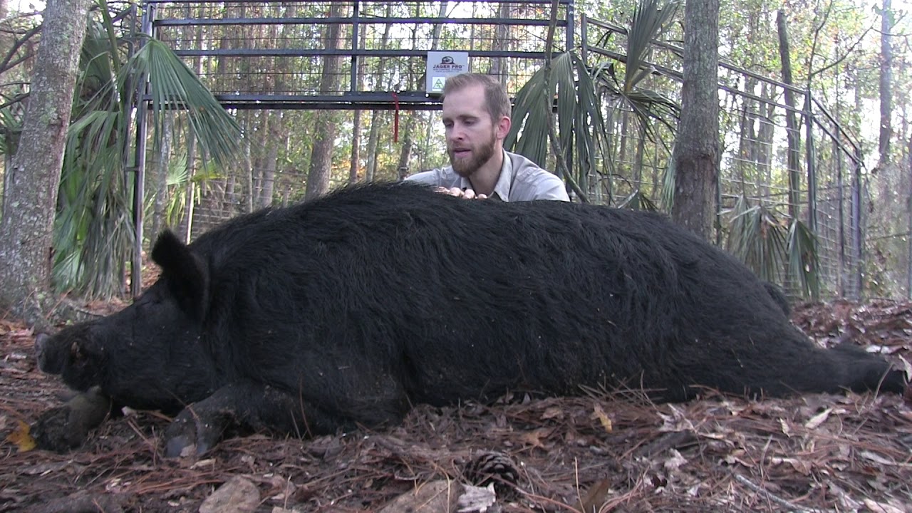 Biggest Boar I have EVER trapped! YouTube Biggest Boar I have EVER trapped! YouTube