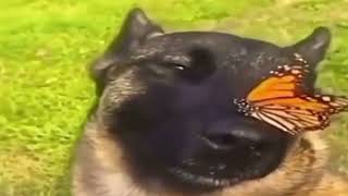 собака с бабочкой на носу (мем)