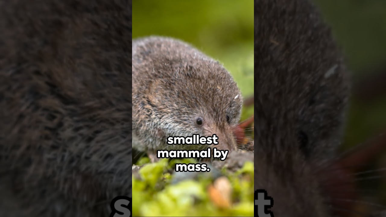 Tiny Titans: The Etruscan Shrew 