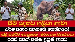 පිමි දෙකට අලියා ආවා | ධර්ම කුමාර එතනමයි මහත්තයෝ | රයිස් එකක් කන්න උනුන් ආසයි