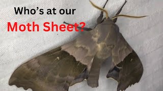 A Spin around our MOTH SHEET as seen on our MOTH & INSECT CHECK LIVESTREAM by Stuart Tingley 392 views 10 months ago 1 minute, 28 seconds