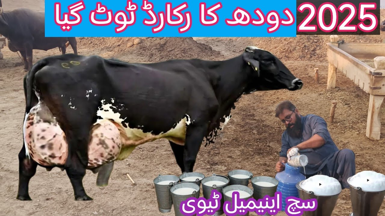 03466152628 | Cholistani friesian cross cow | cholistani cross cow | cholistani cow 