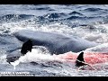 Terrifying moment a blue whale is attacked by a pod of 75 hungry orcas