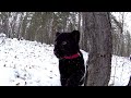 Walking with the leopard. Black panther kitten and rottweiler. Winter games