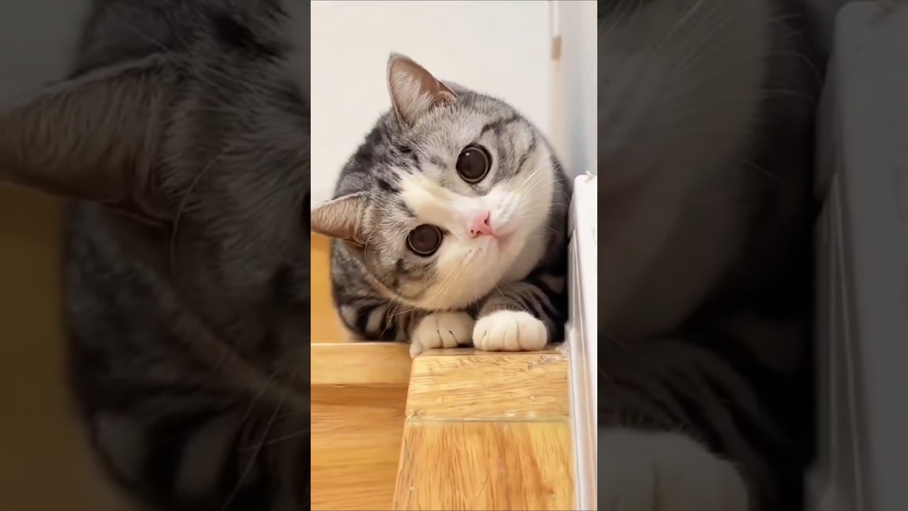 The Reason Why I Love Cats