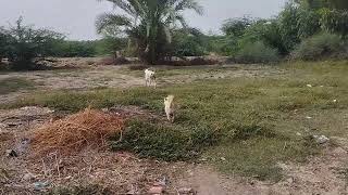 Guy Comes Home From Work With A Stray Dog |The Dodoo🥰,