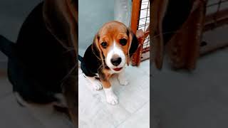 #beagle puppy shorts please subscribe