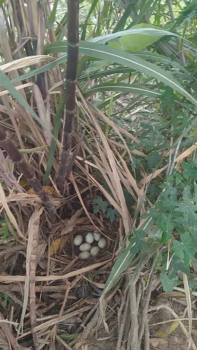 Address of a pious child