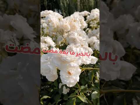أنشودة رائعة عن الأم أمي كمسك العنبري  اناشيد   امي