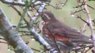 Download Lagu 100 REDwings / 100 Koperwieken (Turdus iliacus) MP3