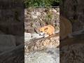 滑りそうで滑らなかったコーギー / A Corgi who almost slipped but didn't. #corgi #コーギー
