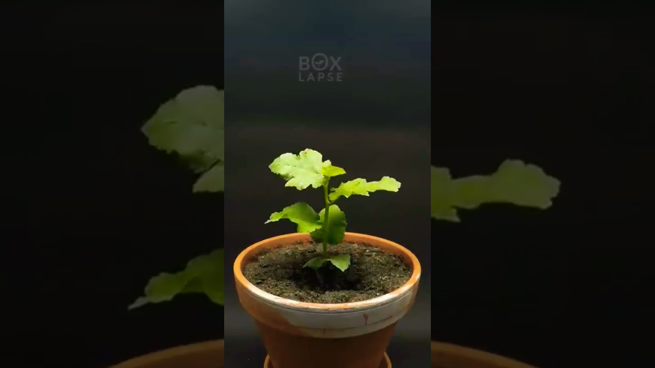 Plant Timelapse 