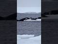 Seal Escapes Killer Whales! Narrow Survival! 🦭🐋 범고래 추격, 탈출! 🦭🐋 シャチ追撃、生還！🦭🐋