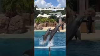 Dolphin Adventures #seaworld #florida #travel #family #dolphin