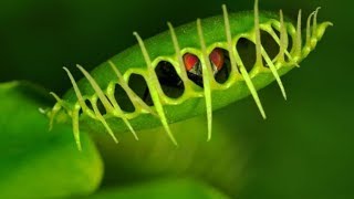 Documentaire ► Plante carnivore // ☆ Le piége fatal ☆【FR】720p