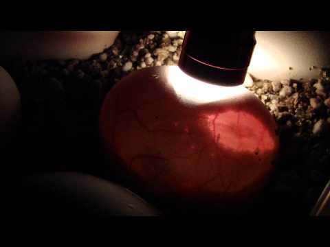 Egg Candling - Baby moving inside the egg