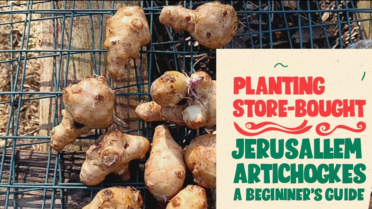 Planting Store Bought Jerusalem Artichokes: A Beginner's Guide