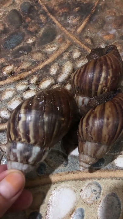 Obat penyakit asma adalah bekicot